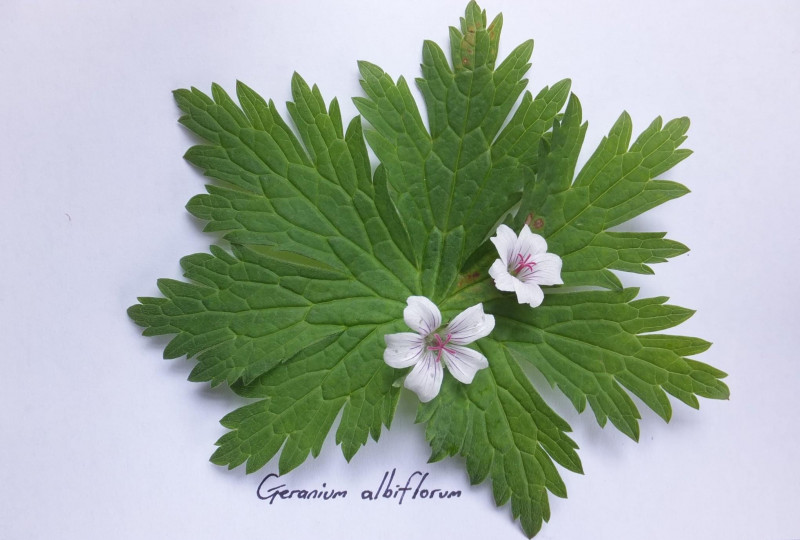 Albiflorum Geranium